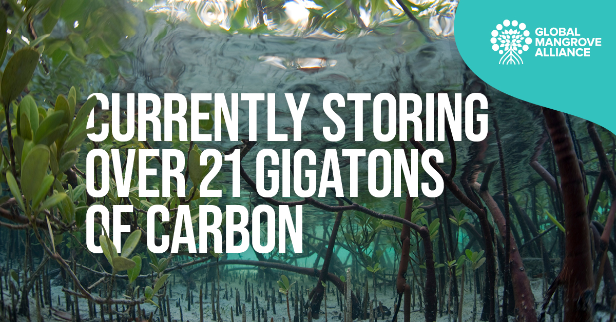 Mangroves are fantastic at combating climate change. Yet worldwide, swaths have been lost to erosion, agriculture and development. There is hope, <a href="/Mangroves/">Global Mangrove Alliance</a>’ new State of the Worlds Mangroves report shows how we can revive mangroves: mangrovealliance.org/mangrove-fores… #WorldMangrovesDay