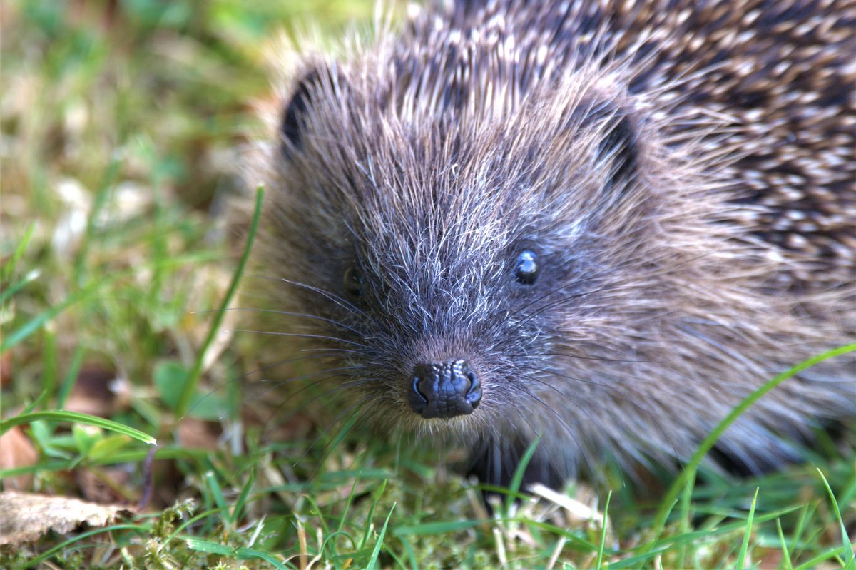 FifeForays tweet media