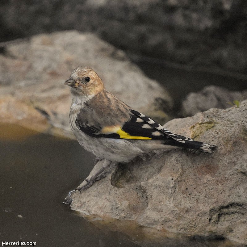 Diferencia bien obvia entre un adulto y un joven de jilguero (Carduelis carduelis)