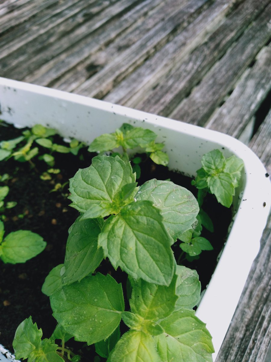 沖縄北部本部町 ゲストハウスなんで家ねん Kenneenee Twitter 沖縄北部本部町 ゲストハウスなんで家ねん Kenneenee Twitter