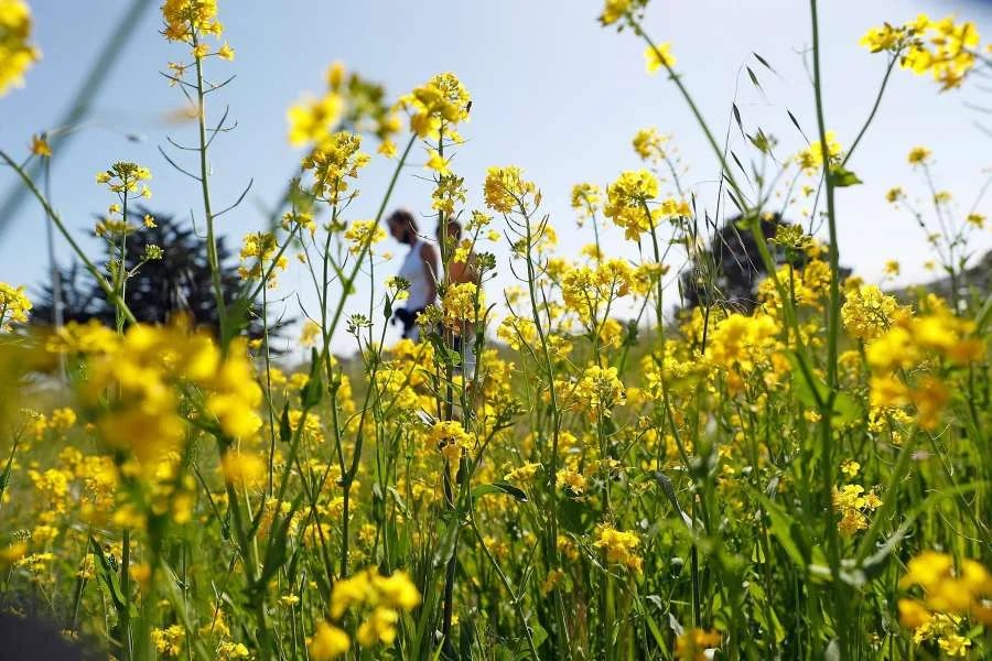 Summer flowers