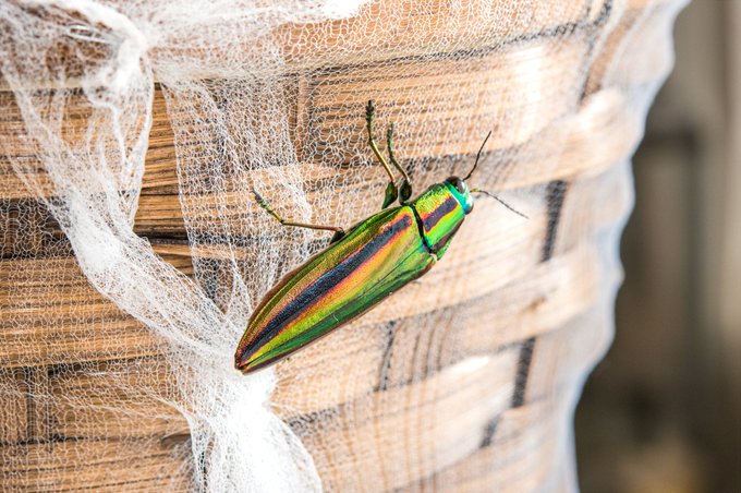 タマムシの飼い方を去年から模索しているが
ちょっとづつコツが見えてきた気がする 