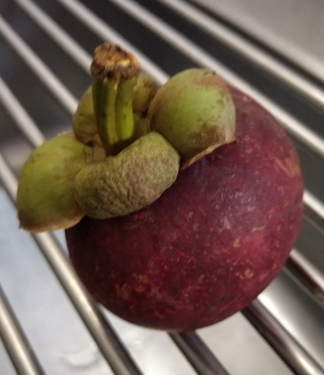 ヤマヲミ そーいえばね この間はじめてマンゴスチン通販してみたの マンゴスチン食べたことない気がするしマンゴスチンフレーバーよくあるけど本当にあんなかんじの匂いなのかなと思って 匂い全然しないしライチとぶどうと桃の間の子 全然伝わらない