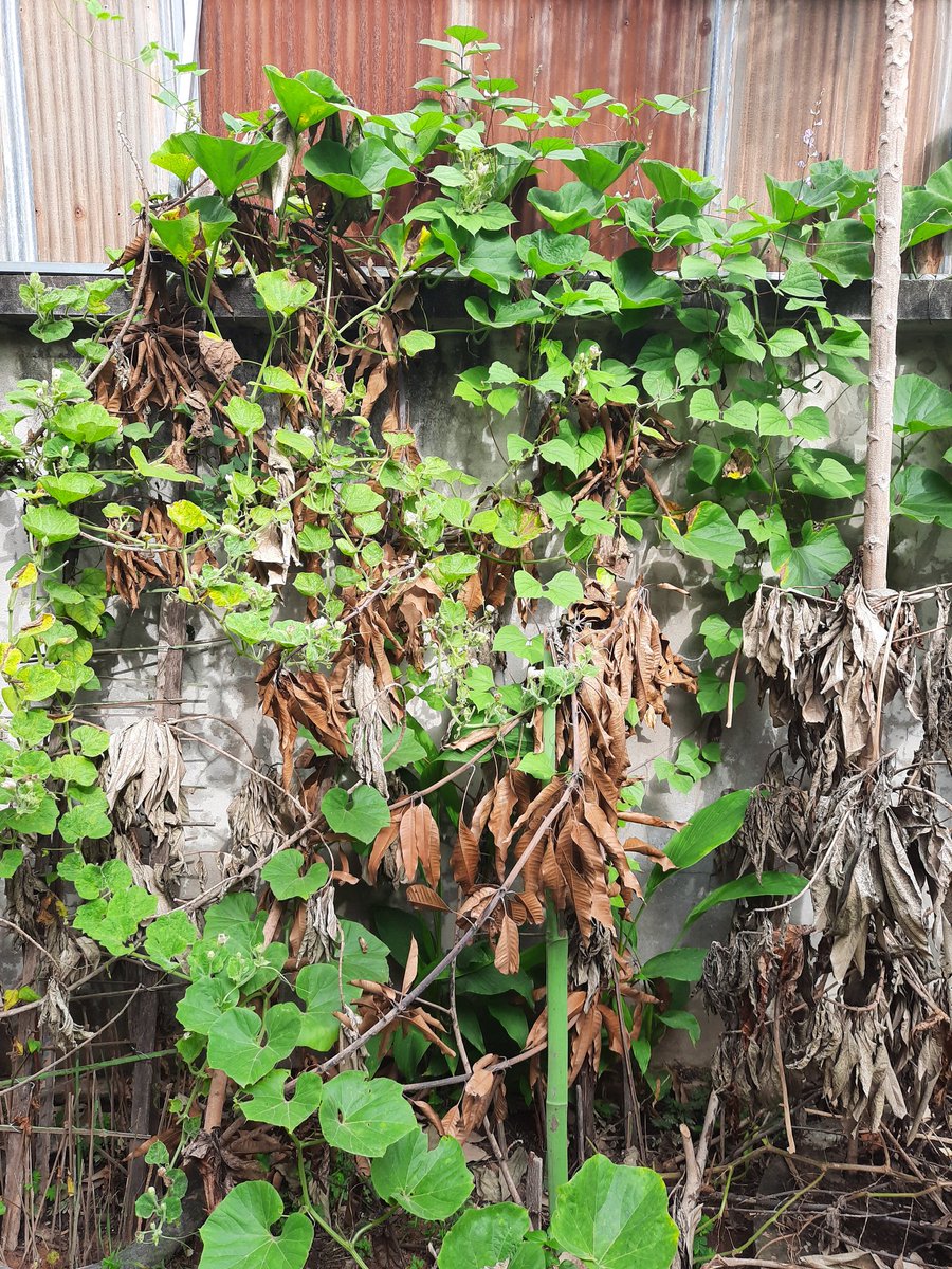 Bunsa Sean (@bunsasean) on Twitter photo 