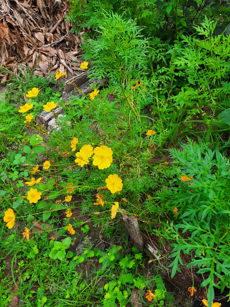 Bunsa Sean (@bunsasean) on Twitter photo 