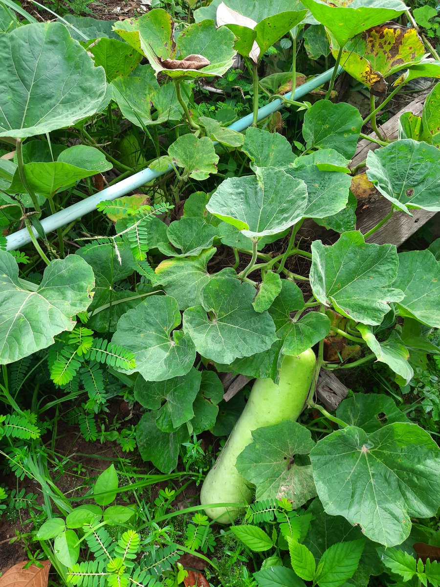 Bunsa Sean (@bunsasean) on Twitter photo 