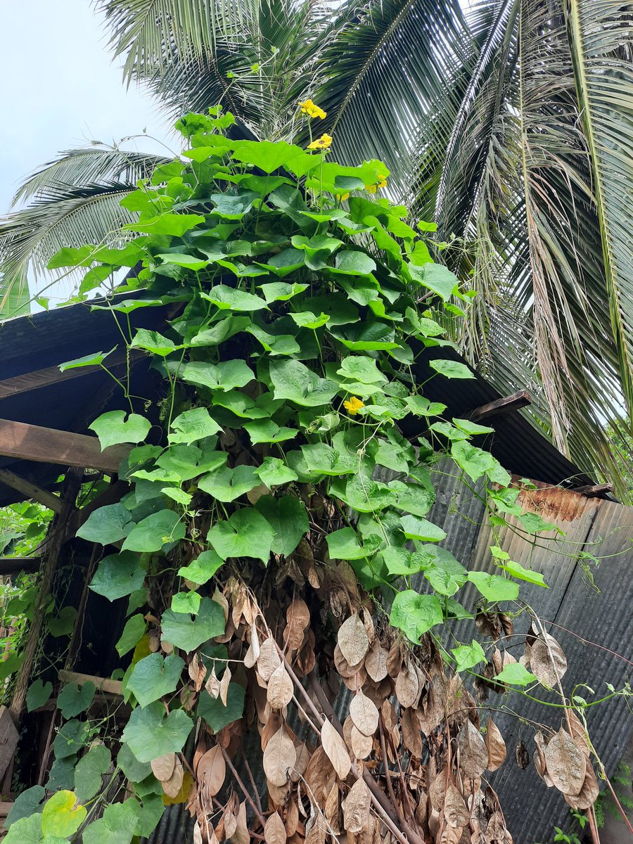 Bunsa Sean (@bunsasean) on Twitter photo 