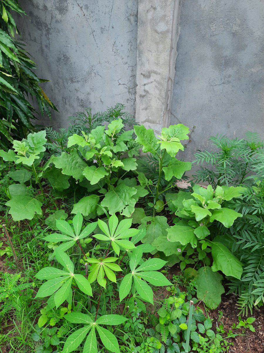 Bunsa Sean (@bunsasean) on Twitter photo 