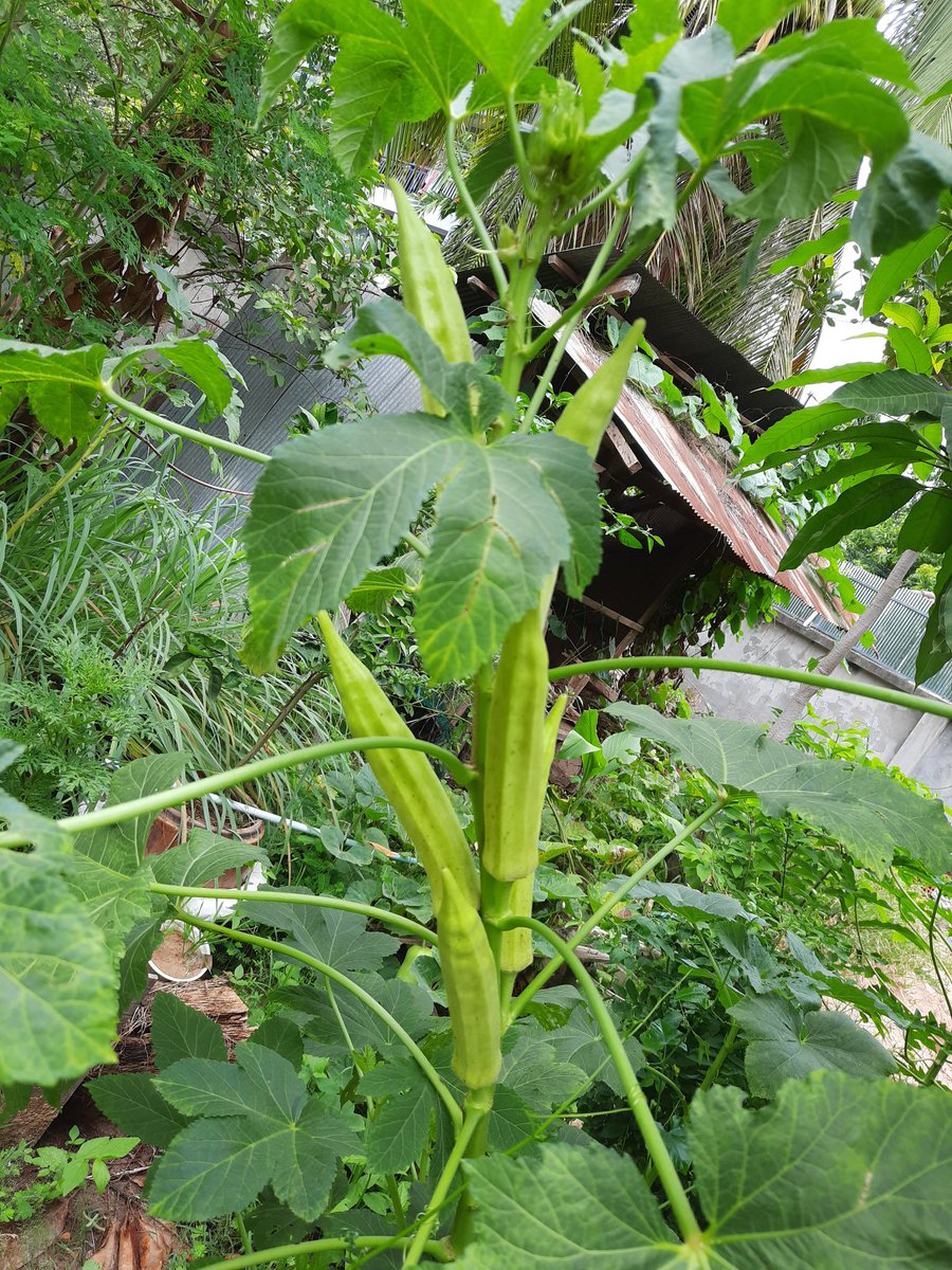 Bunsa Sean (@bunsasean) on Twitter photo 