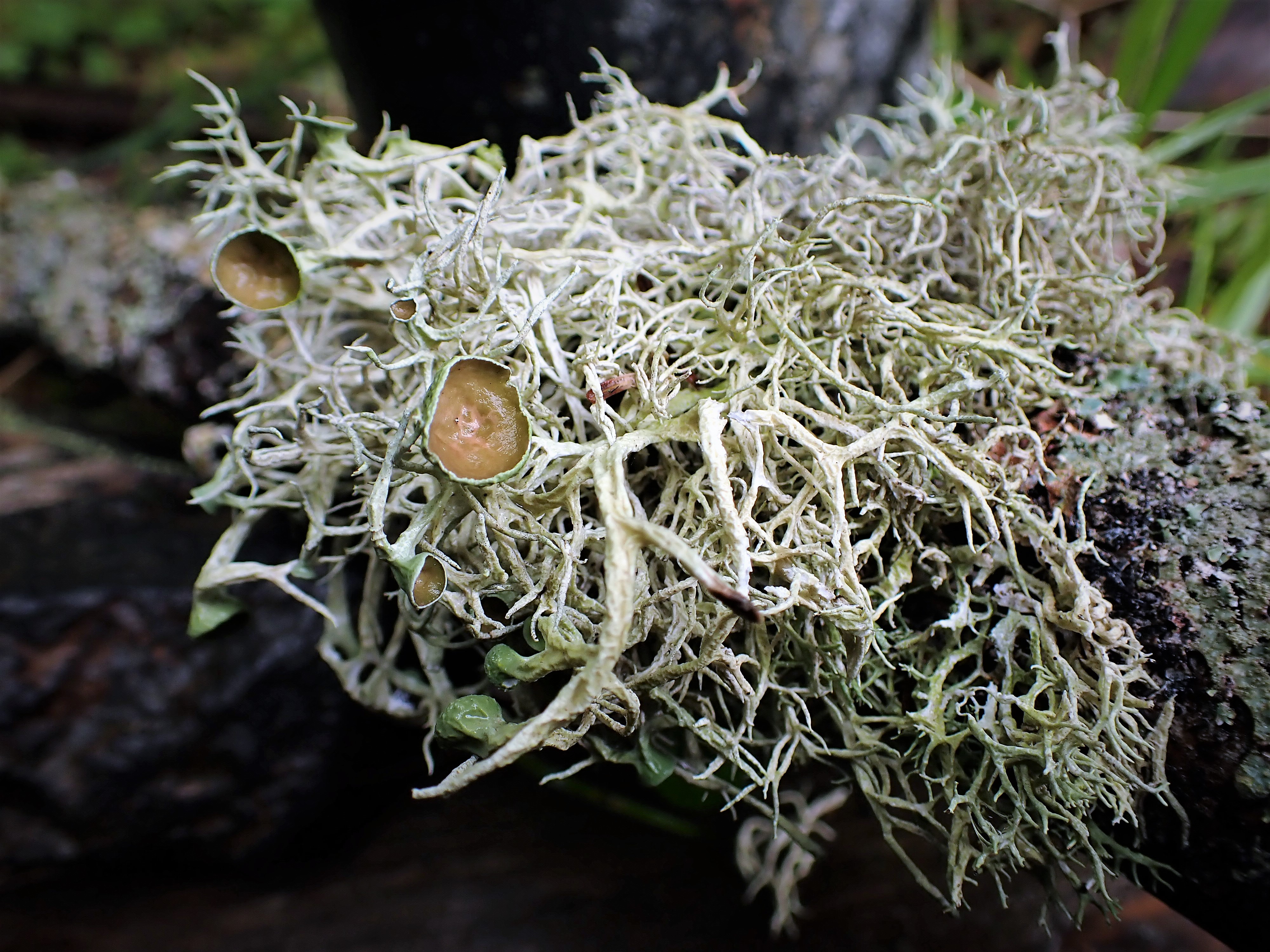 Trails Moss In 1877 The German Botanist Albert Frank Coined The Word Symbiosis To Describe The Living Together Of Fungal And Algal Partners 1877年 ドイツの植物学者a フランクが 菌類と藻類が一緒に暮らすことを 共生 と表現しました From