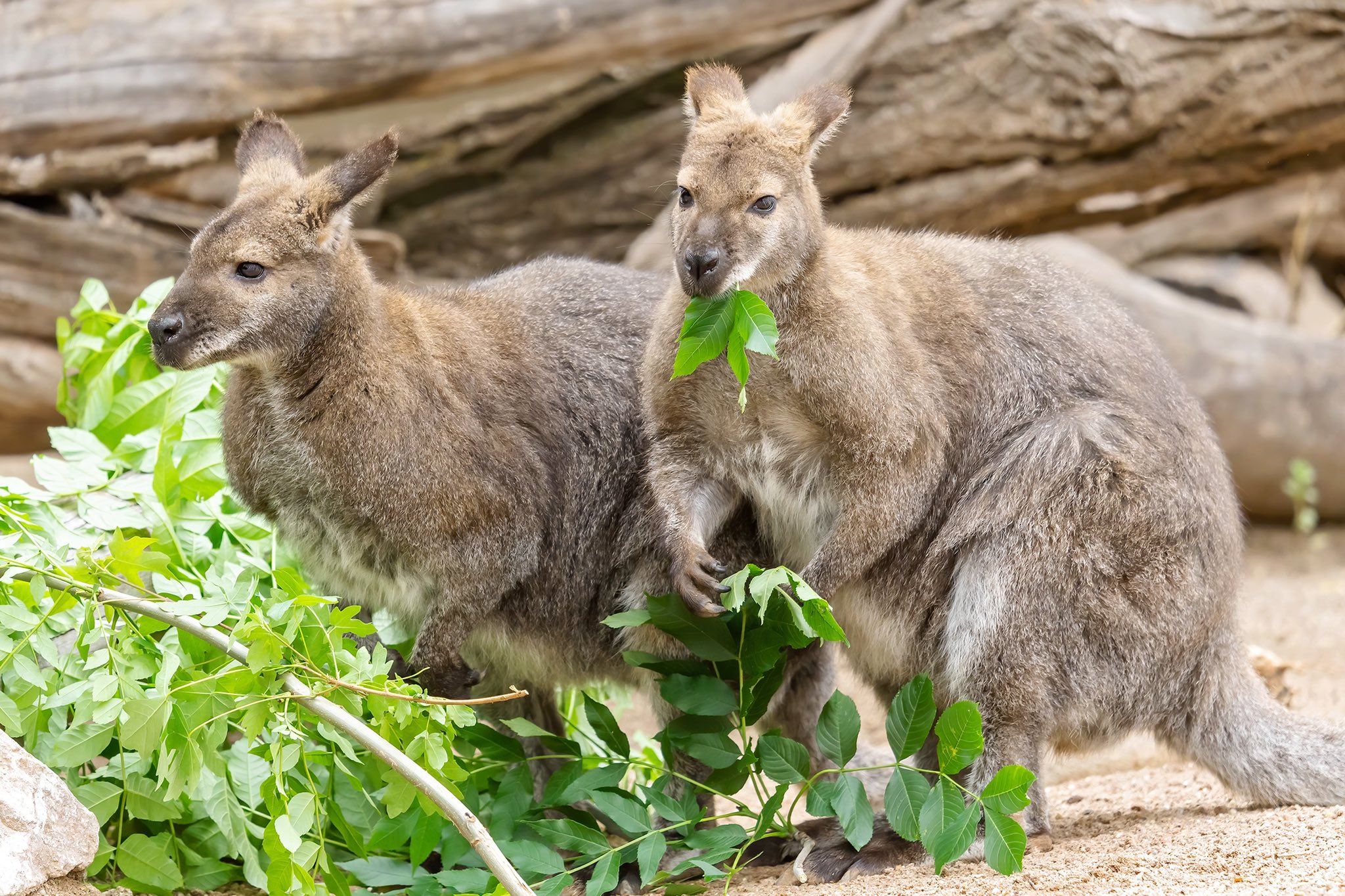 オーストリア政府観光局 だーかーらー カンガルーはいま せ シェーンブルン動物園 ウィーン これはワラビーなのでセーフ Twitter