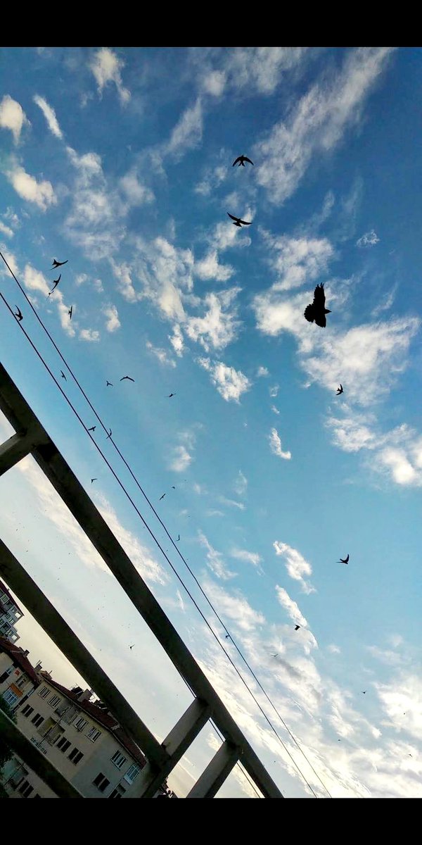 Önümüzden uçup giden kuşlar kadar ferah bir hafta başlıyor olsun.
 Çözümsüz derdimiz olmasın yeter..🕊️ 

Günaydın💙