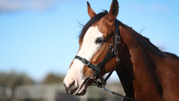 Seventh Seal takes out the last at Corowa today!
Well done to an awesome bunch of owners….and a few <a href="/RSN927/">RSN Racing & Sport</a> followers.
Another <a href="/inglis/">edwin alonzo</a> digital winner!