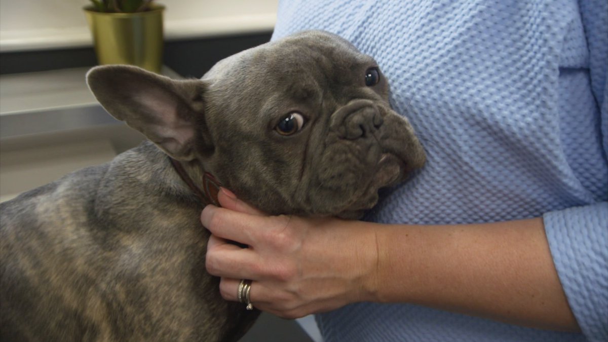 MONDAY MOOD 😶
"𝘔𝘢𝘺𝘣𝘦 𝘪𝘧 𝘐 𝘴𝘵𝘢𝘺 𝘳𝘦𝘢𝘭𝘭𝘺 𝘴𝘵𝘪𝘭𝘭, 𝘔𝘰𝘯𝘥𝘢𝘺 𝘸𝘰𝘯’𝘵 𝘣𝘦 𝘢𝘣𝘭𝘦 𝘵𝘰 𝘴𝘦𝘦 𝘮𝘦”  Teddy, The Pets Factor, 2021
#Monday