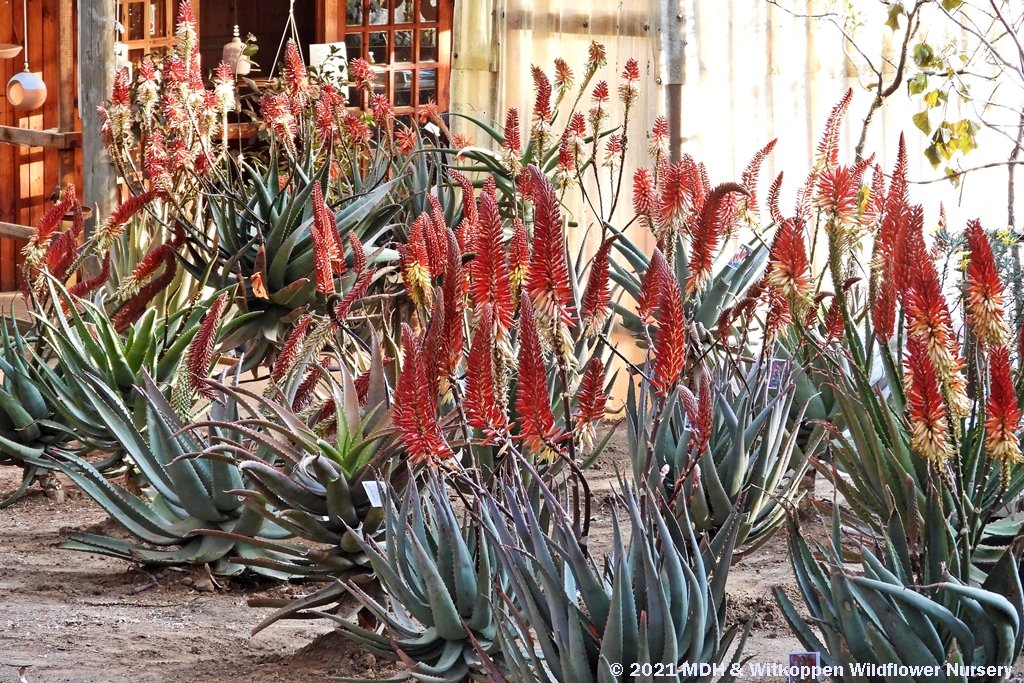 Witkoppen Wildflower Nursery and Sunbird Aloes' Annual Big Aloe Festival runs till Sunday afternoon, 8 August.