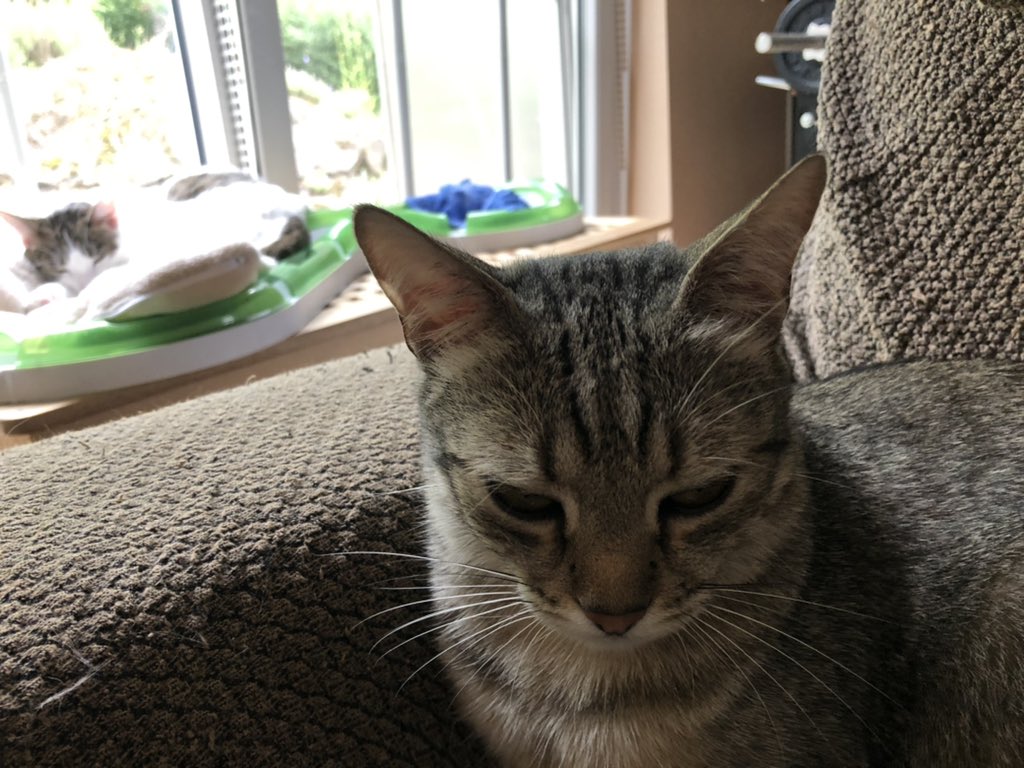 sportscattos's tweet photo. Wenn Dich das Müllauto unbotmäßig weckt und Dein Lieblingschlafplatz durch die Intimfeindin belegt wird, dann können mich die positiven vibes mal streifenweise. #Tigertag #Katze https://t.co/UIBTdcWrgc