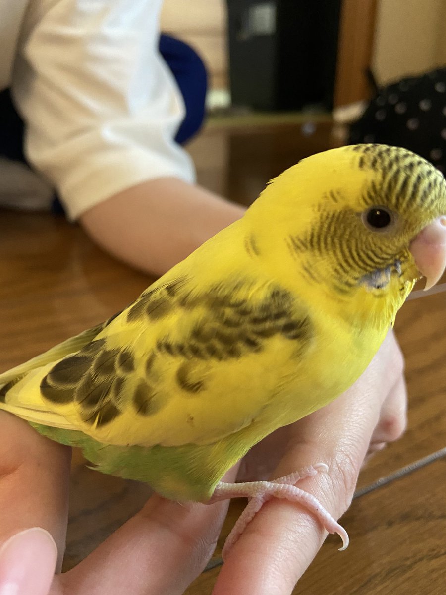 usT9Y4EzG4IvQME's tweet photo. 連絡お願いします❗️セキセインコ脱走
脱走日 2021/07/27 16時ごろ大和市下鶴間から脱走していまいました。
名前は、おこめちゃん(メス)
たまに、自分の名前をしゃべります
色は黄色と黄緑の混在です。
見かけた方、保護していますなど、なんでも情報お願いします。
明日の台風も気になっています。 https://t.co/vnxaZsl1bB