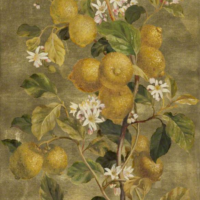 Desailaur's tweet photo. Lemons and Flowers, 1898 (?)
William Hughes (1842–1901)
#OnlineArtExchange #WhenLifeGivesYouLemonsLimón
Harris Museum & Art Gallery & Library #TheHarris #Preston #HarrisMuseum #museum #artgallery #art
@HarrisPreston https://t.co/22fwTd0YRX