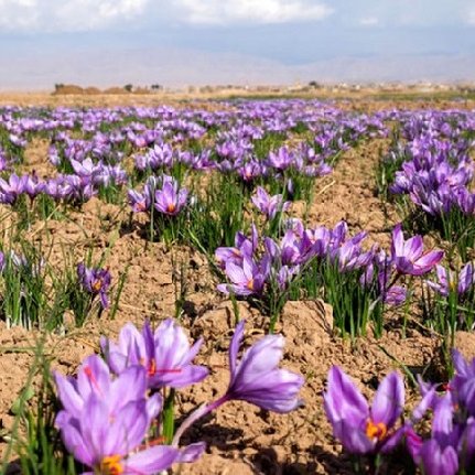 IraninMi's tweet photo. #Zaferan #Qaen #Iran #Turismo https://t.co/lBVh58LpDf