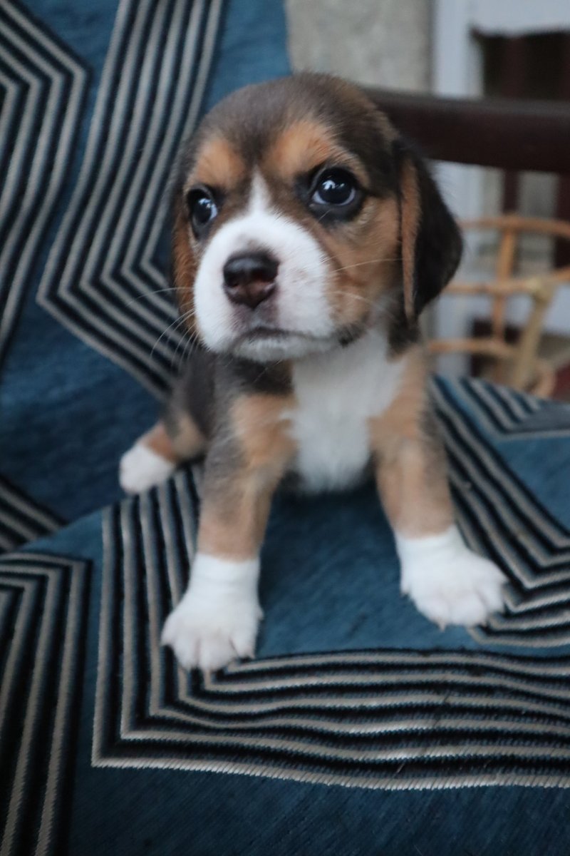 pupperoons tweet picture