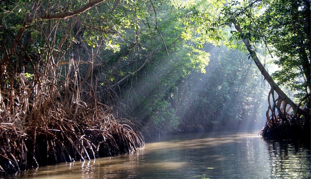 #Hoy 26 de julio se celebra el Día Internacional de la Defensa del Ecosistema Manglar, uno de los ecosistemas más estratégicos de las zonas costeras del trópico   .<a href="/educadoresdear2/">educadoresdearagua2020</a> .<a href="/RosangelaOrozco/">Rosangela Orozco</a> @Nancyor7