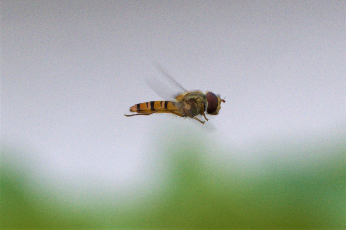 FifeForays tweet media