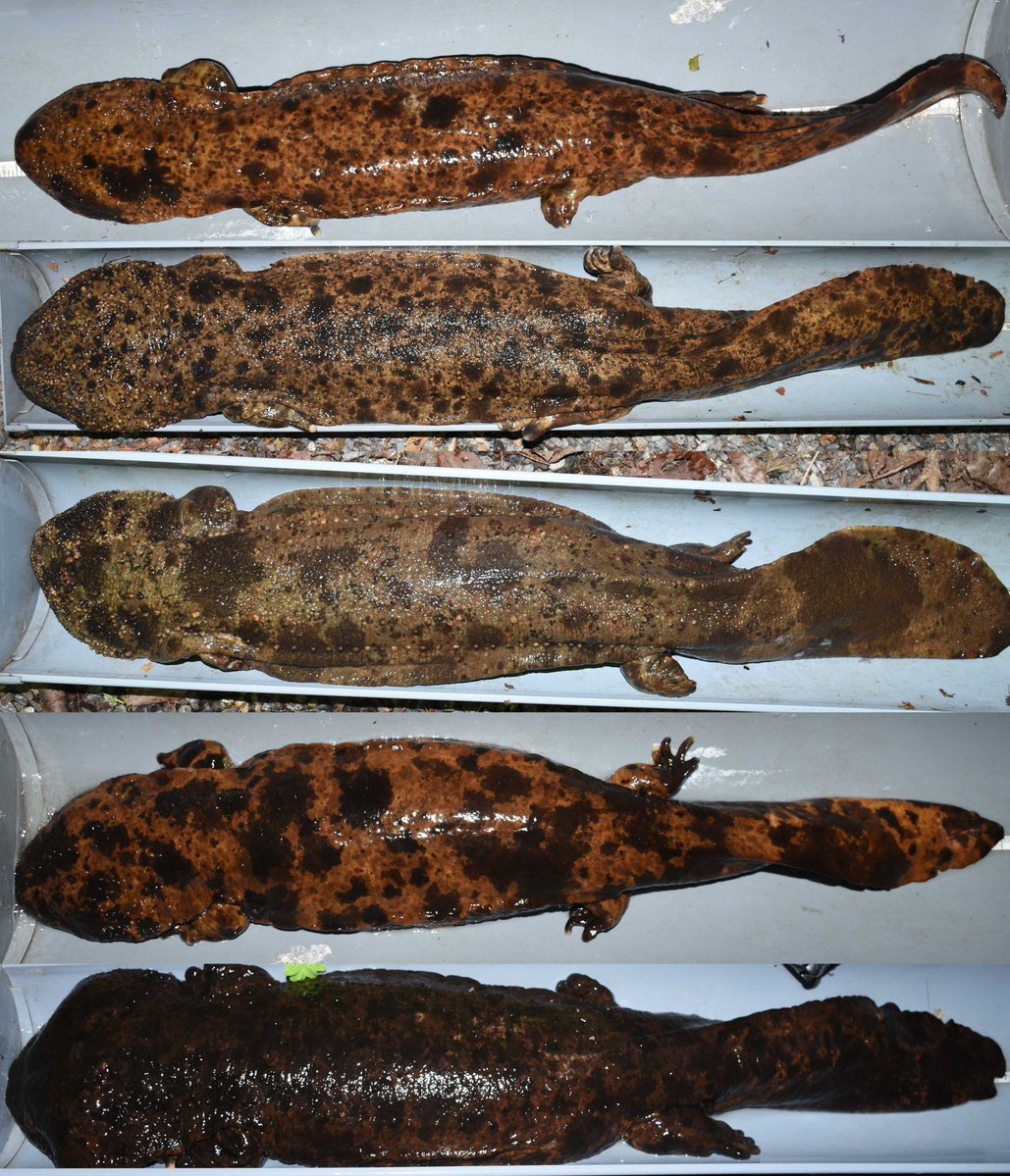 GSネタ その15：体の模様】 #オオサンショウウオ（GS: Giant