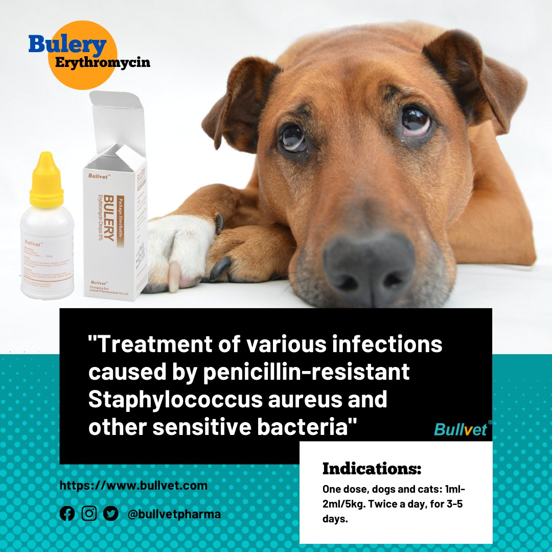 BullvetPharma on Twitter "Erythromycin Drops (BULERY). Each ml