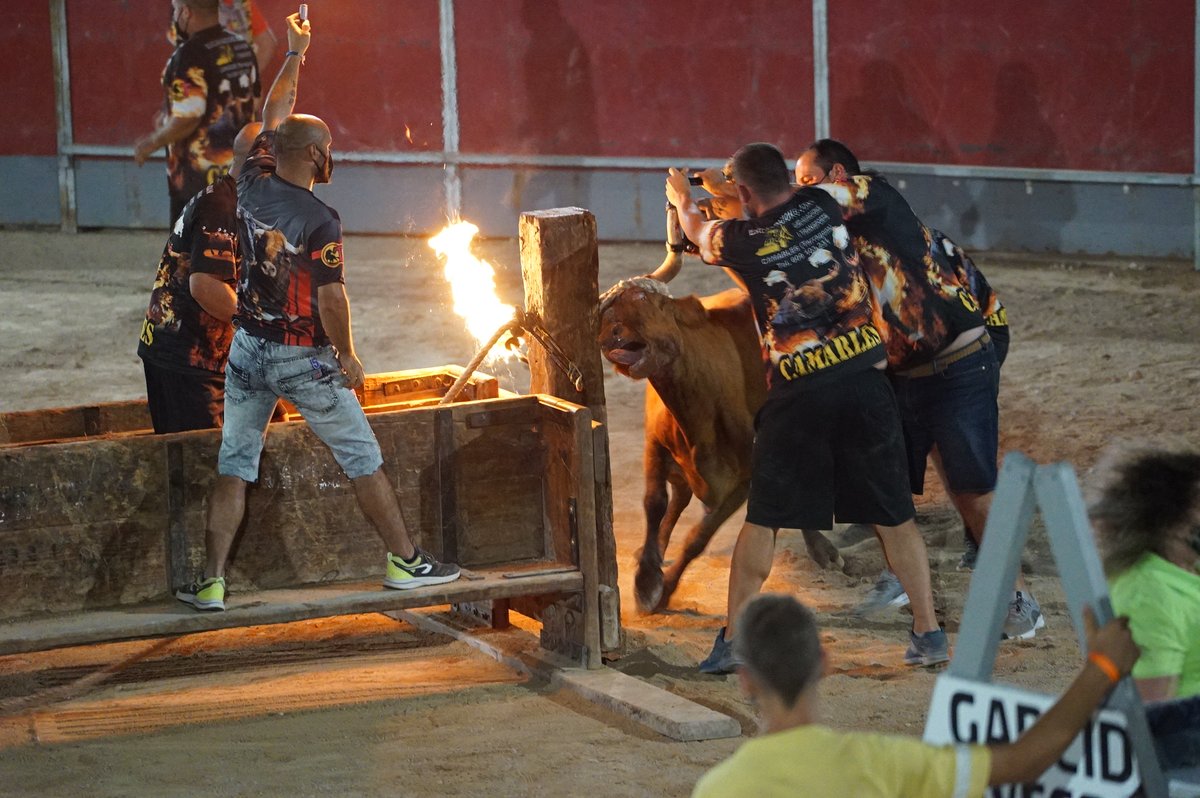 AnimaNaturalis's tweet photo. ⚠️ ¡Vuelven las fiestas crueles en España!

Este fin de semana un equipo de @animanaturalis acudió a Camarles y Sant Jaume d'Enveja (Cataluña), para registrar las imágenes que los taurinos quieren ocultar. 

Ayúdanos a acabar con esta salvajada: https://t.co/nBkvju6ruk https://t.co/HI33p5qrmQ
