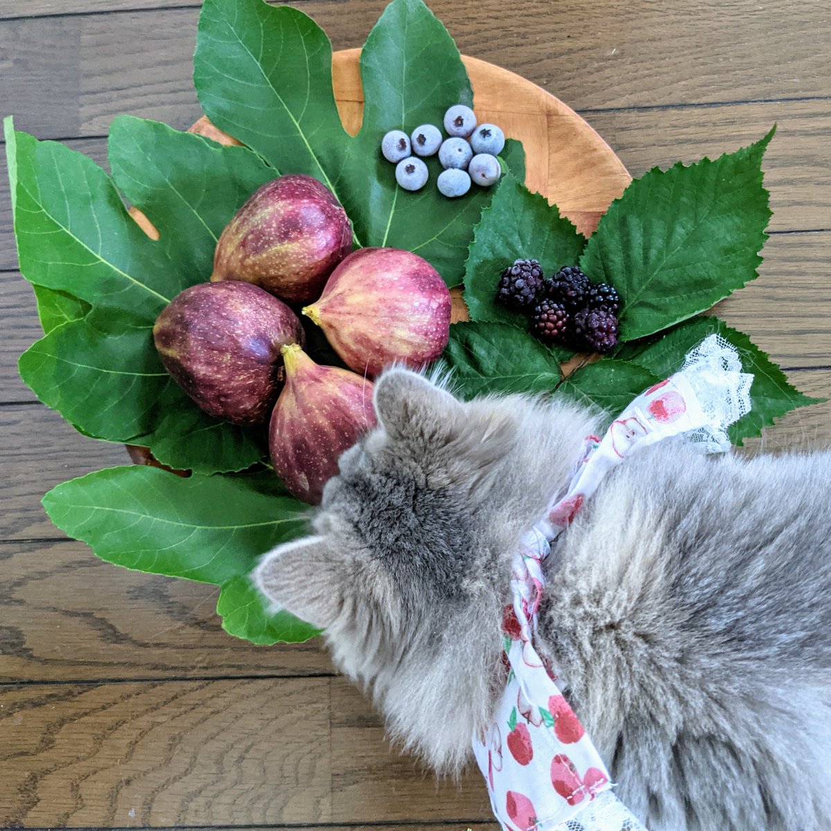 imanazizanami's tweet photo. 台風一過後の庭パトロールの結果、フルーツが採れたし異常なし🙆
Komachi and Kaguya find season’s fruits while walking around the garden today.
#チンチラシルバー #ブルーチンチラゴールデン #ペルシャ猫 #CatsOfTwitter #PersianSilver #PersianBlueGolden #chinchillapersian https://t.co/Ba3Nm3jqsW