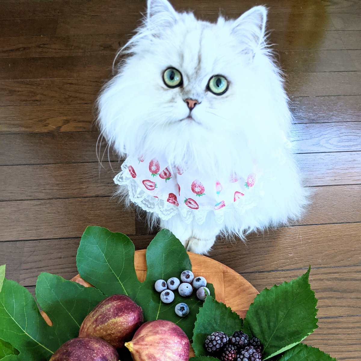imanazizanami's tweet photo. 台風一過後の庭パトロールの結果、フルーツが採れたし異常なし🙆
Komachi and Kaguya find season’s fruits while walking around the garden today.
#チンチラシルバー #ブルーチンチラゴールデン #ペルシャ猫 #CatsOfTwitter #PersianSilver #PersianBlueGolden #chinchillapersian https://t.co/Ba3Nm3jqsW