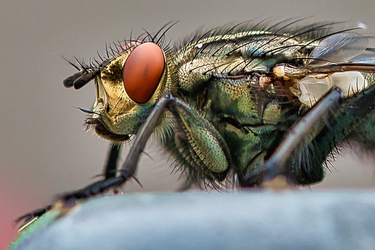 ronnieschuringa's tweet photo. THE BEAST 🦟
#macrophotography #macrophoto #NaturePhotography #horzel #plakmug #paardenvlieg #zoomnl #kameraexpress #cameranu #dikkebulten https://t.co/NzAAgbo01y