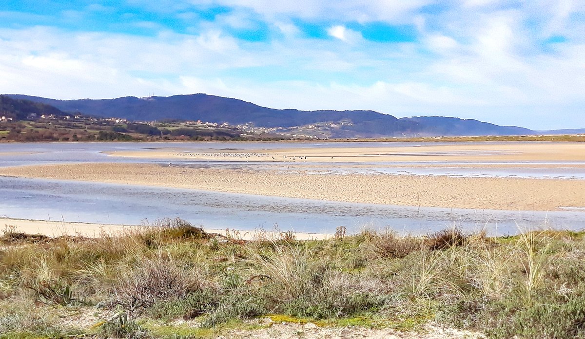 carballoemar1's tweet photo. Feliz martes! #Baldaio ademáis de ser praia e marisma é un humidal Zona de Especial Protección de Aves #ZEPA Merece a pena observalas...
#carballoémar #marisma #humidal #espazonatural #lic #birding #surf #beach #landscape #sea #coast #costadamorte #felizmartes #ornitoloxía #aves https://t.co/JRc3j72GPd