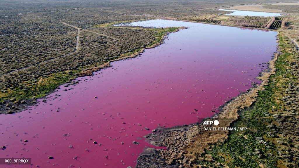 margothaddad's tweet photo. #FOCALE #Arg #Agentine 🇦🇷
La lagune #Corfo, située en #Patagonie, dans le sud de l’Argentine, s’est colorée en rose à cause de la pollution. C’est du à  déversement dans ses eaux de déchets provenant de sociétés de pêche contenant du sulfite de sodium. 
Pic by Daniel Feldman https://t.co/jled4MdxaN