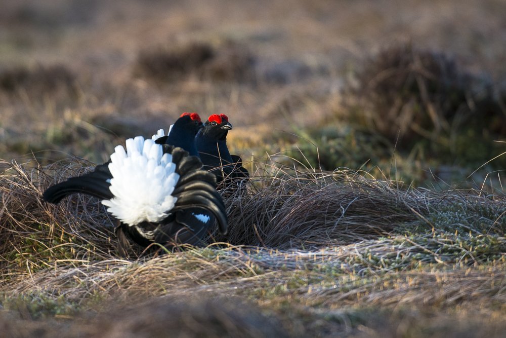 bird/h tweet media