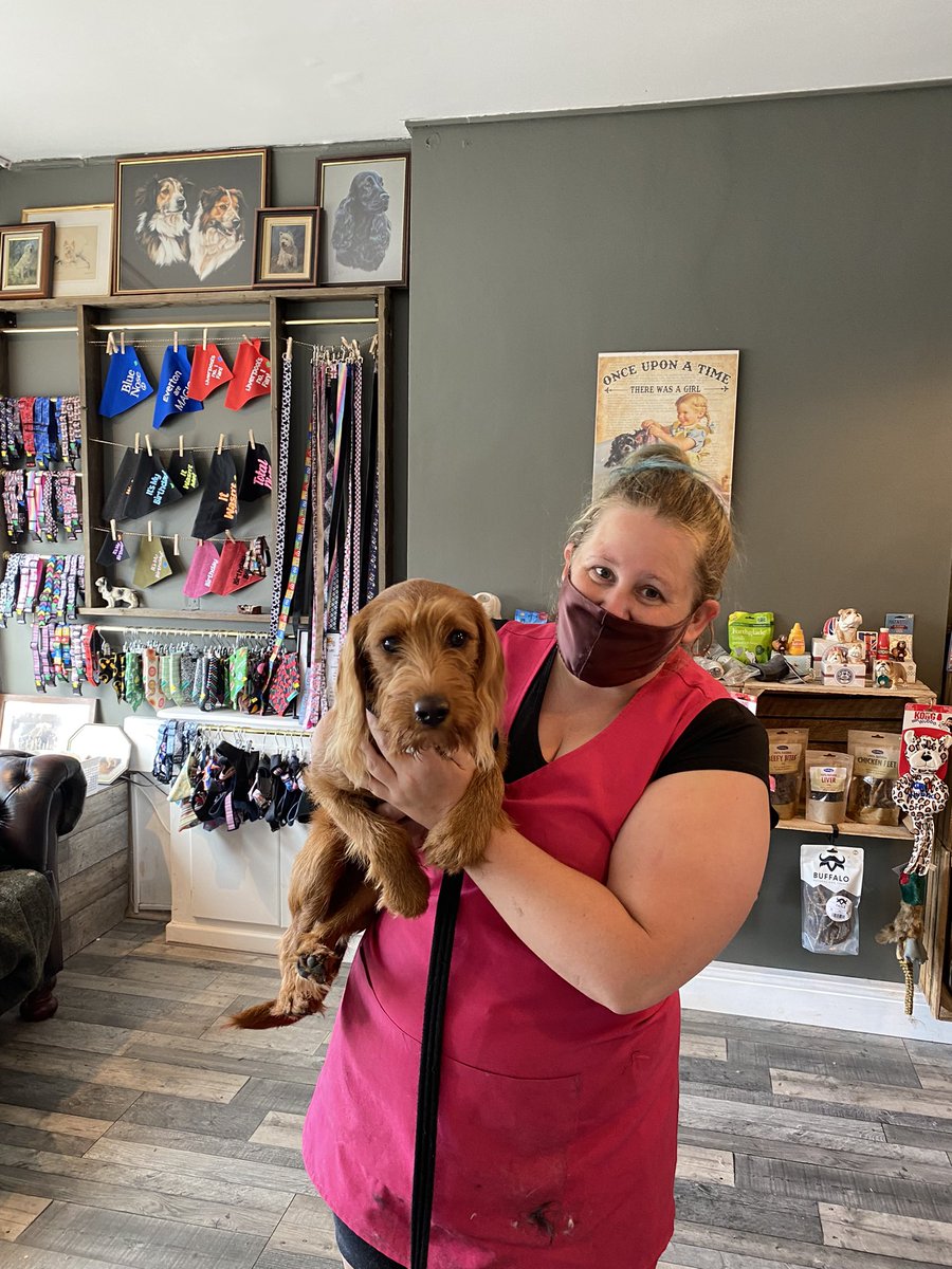 BeauTheDogKCPS's tweet photo. First time at the groomers #holidayhaircut #bitnervous https://t.co/mNbHVJ9rTA