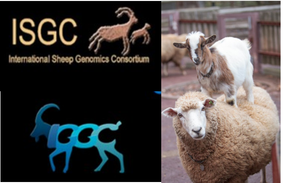 mcewanjc's tweet photo. For those sheep and goat researchers that missed the combined ISGC and IGGC virtual conference in June 2021: the program, abstracts, and talks are now available at https://t.co/FB7EJMX5Lw https://t.co/pCftVJPnQs