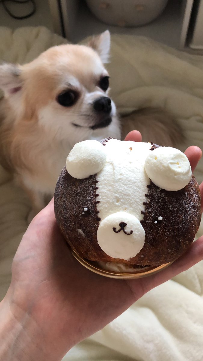 ちくわ V Twitter クマリトッツォと犬