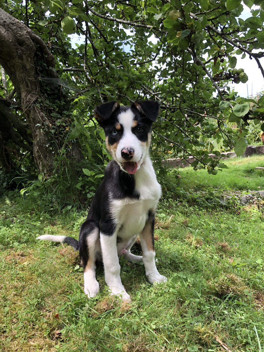 AthwennaIrons's tweet photo. It’s #NationalDogPhotographyDay … Just the excuse I needed to share more photos of Finn! 😍 @BCTGB #DogsofTwittter #bordercolliedog #bordercollie #puppy #puppylove https://t.co/hNwrXgtE8E