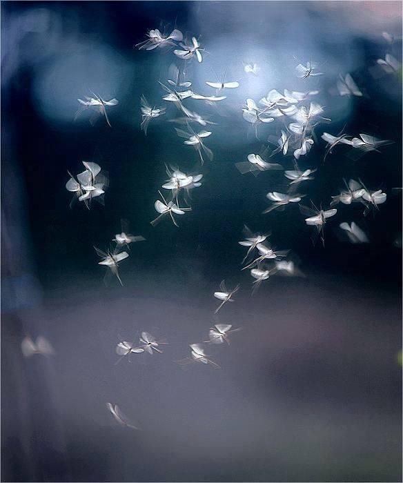 Fly free my friend, release your inhibitions and cares to the wild, I see you, I hear you, I feel you #poem #poetrylovers #poetrycommunity #poetry #WritingCommunity #writing #writerscommunity #writingspace #PMotion21