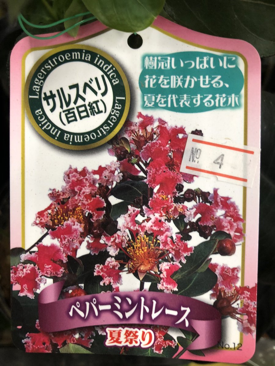 Tweets With Replies By ビックフラワー荻窪店 Bfogistaff Twitter