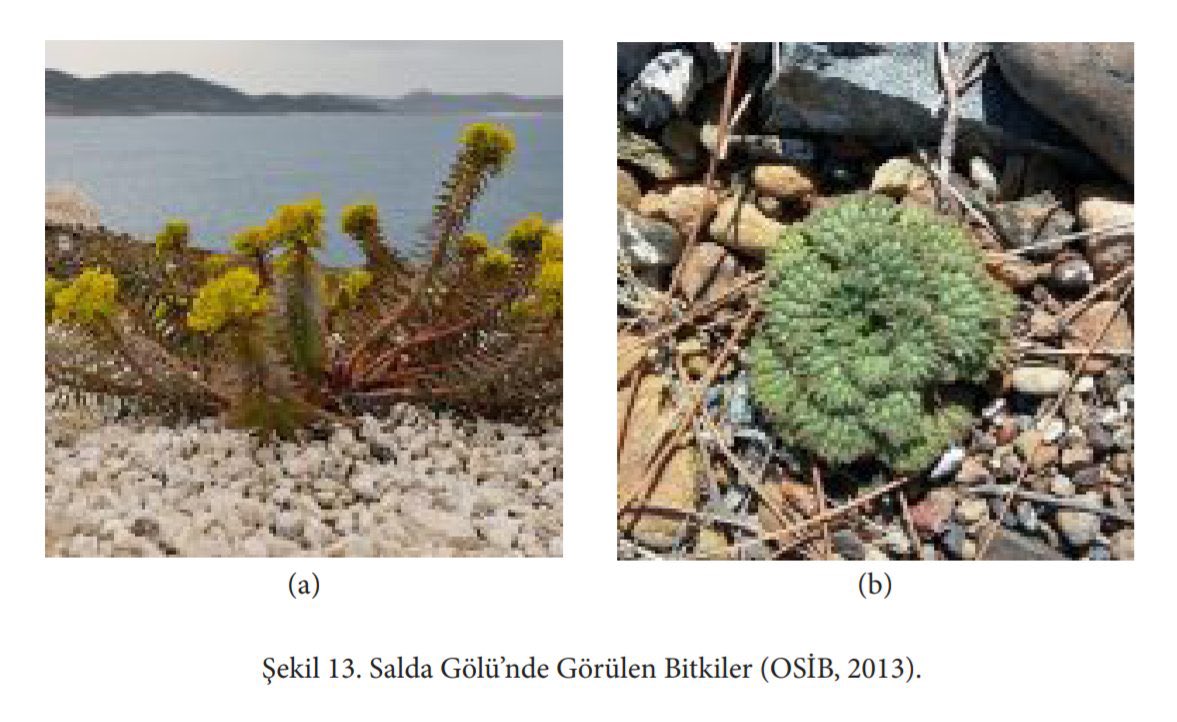 Salda Gölü ve çevresinde 61 familyaya ait 301 sucul ve karasal bitki türü bulunmaktadır. 9 farklı endemik ve nesli küresel ölçekte tehlike altında olan bitki türünü barındırmaktadır. Salda Bataklık (a) ve Battal (b) Sığırkuyruğu önemli endemik türlerdir. #SaldaDünyaMirasıdır