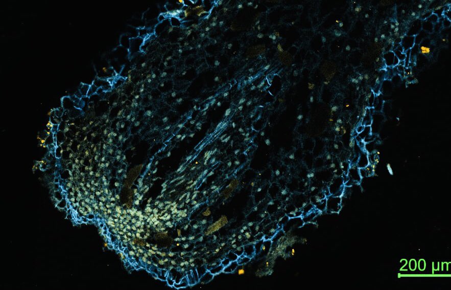 Angelica Cibrian tweet media