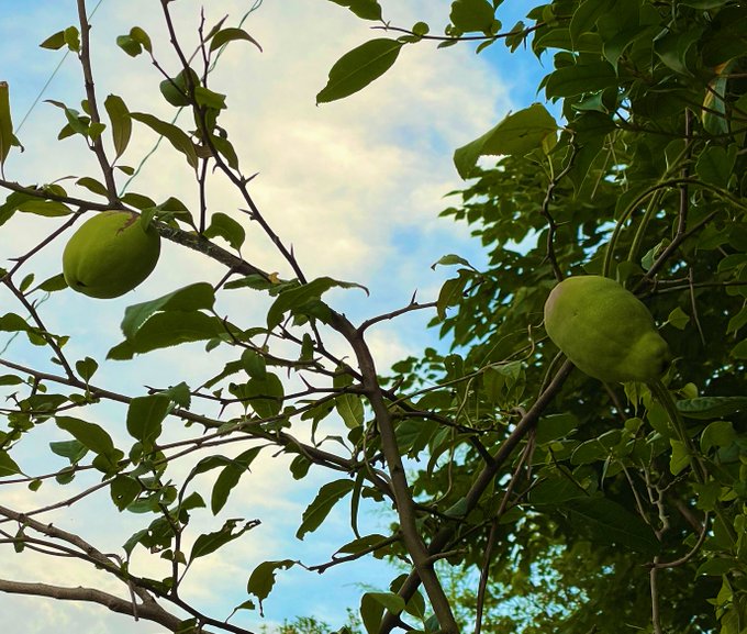 ボケの実らしい
ポケモンが持ってそう。 