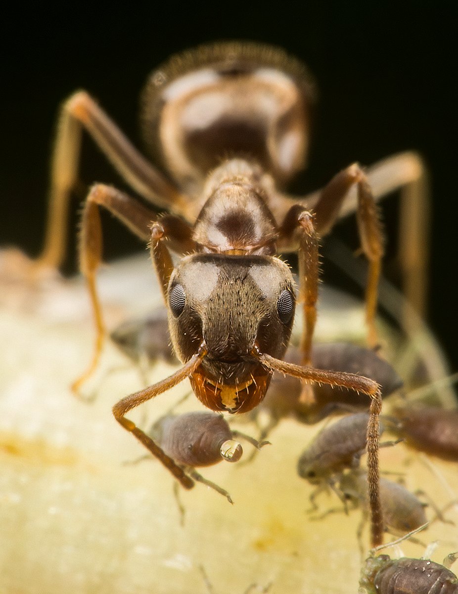 An ant coaxing honeydew from an aphid. Shot with a DCR-250 on a Sigma 150mm @ExtremeMacro @MacroHour @ThePhotoHour @ElyPhotographic #macrophotography