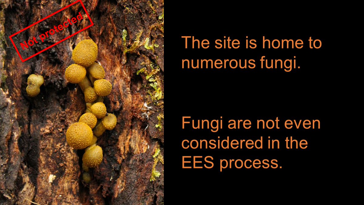SaveArthursSeat's tweet photo. Fungi are a critical part of biodiversity and the proposed quarry site has a rich variety of fungi.
#savearthursseat
#savewonga
#nownewquarry
#crazyproposal
#savearthursseat
#bunurong
#boonwurrung
#rosstrust
#biolink
#biodiversity
#fungi
#mushrooms https://t.co/wBmJDtxJOQ
