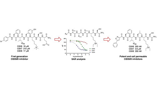 ChemMedChem's tweet photo. Polycomb Paralog Chromodomain Inhibitors Active against Both CBX6 and CBX8 (Hof) @Hof_group_news https://t.co/L4BM01NzXA https://t.co/HgYsRm11d0