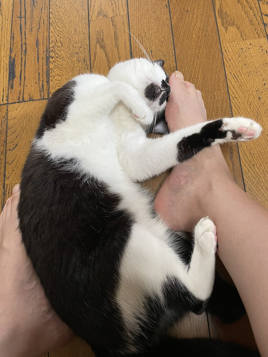 ちなみに扉を閉め て出ていかなかった私が悪いので100 人災ですわ ネコチャンが留守中寂しがるかもだから私の部屋を開けておいてあげようね など 人間のエゴであった このモンスターを部屋に入れるべきではなかったのだ モンスターちゃん今日も かわいいねぇ