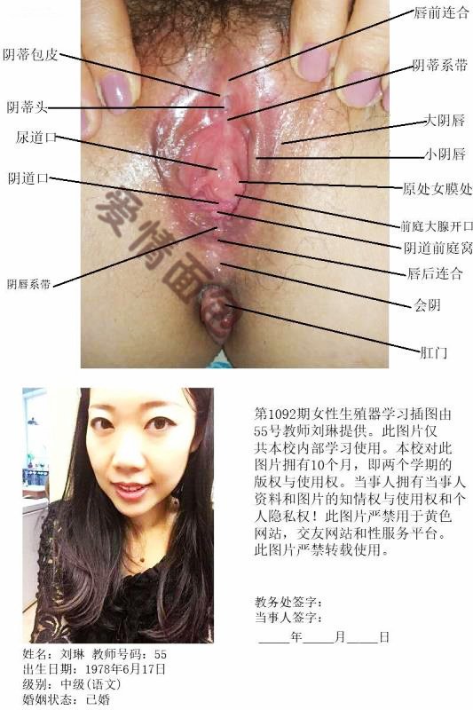 教科书级别女性阴部结构图，喜欢的转走