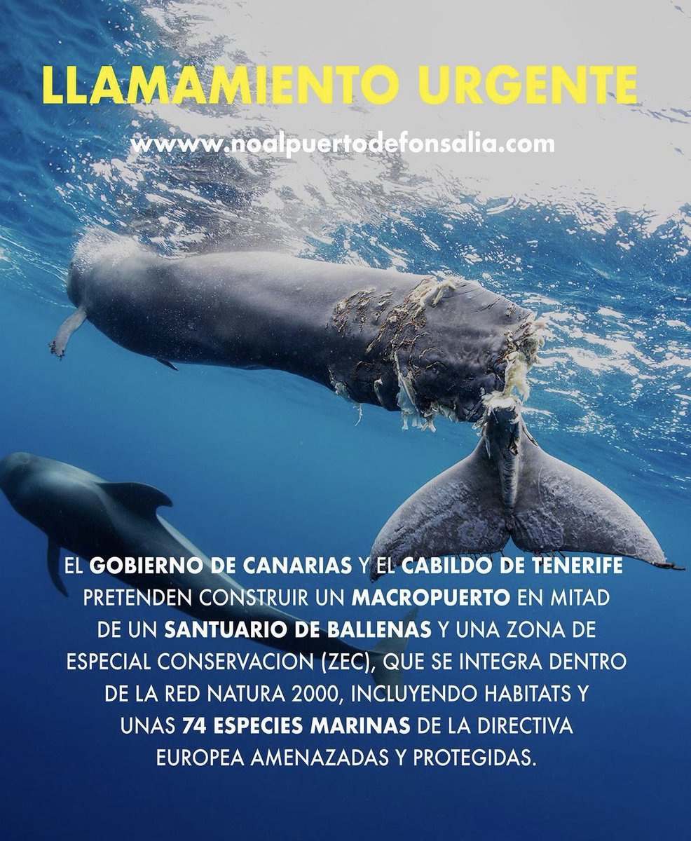 tenerife_meteo's tweet photo. COMPARTAMOS
NO A METER MANO EN LO QUE NO ES NUESTRO. Único santuario de ballenas de la UE protegido y que se integra en la Red Natural 2000 que incluye  hábitats y + de 74 especies marinas que se podrían ver muy afectadas por esta construcción. Se debe dar marcha atrás. Difundan https://t.co/5Jy8W9IhmQ